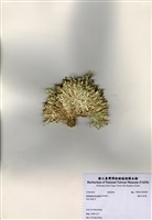 藏品(仙掌藻)的圖片